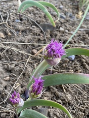 Allium platycaule