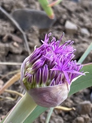Allium platycaule