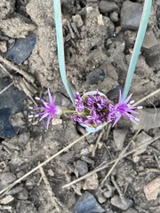 Allium platycaule
