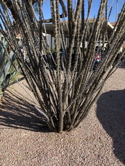 Fouquieria splendens