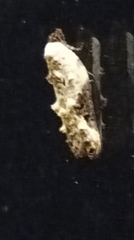Acleris nivisellana