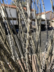 Fouquieria splendens
