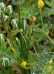 Ornithogalum baeticum