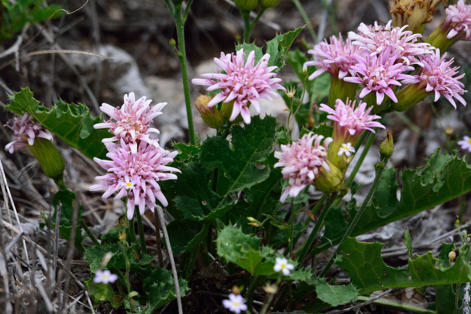 Acourtia runcinata