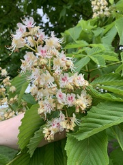 Aesculus hippocastanum