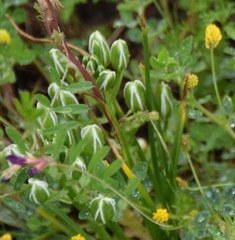Ornithogalum baeticum