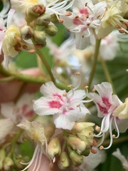 Aesculus hippocastanum