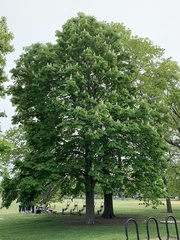 Aesculus hippocastanum