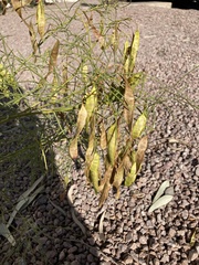Fabaceae