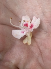 Aesculus hippocastanum