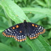 Baltimore Checkerspot - Photo (c) Stylurus, some rights reserved (CC BY-NC-SA)