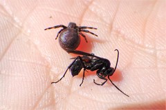 Xysticus emertoni