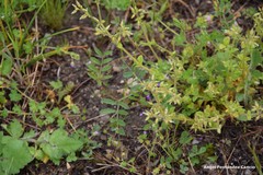 Cerastium ramosissimum