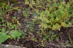 Cerastium ramosissimum