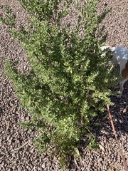 Leucophyllum frutescens