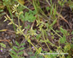 Cerastium ramosissimum