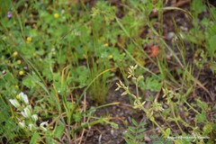 Cerastium ramosissimum