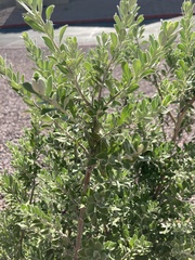 Leucophyllum frutescens