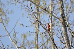 Cardinalis cardinalis