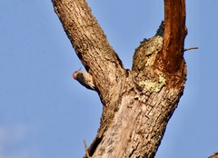 Melanerpes carolinus