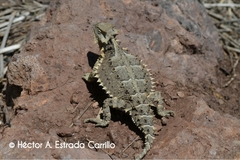 Phrynosoma asio