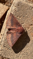 Anthela rubeola
