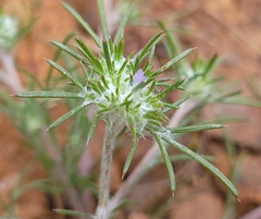 Eriastrum abramsii