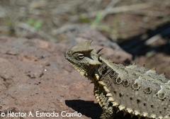 Phrynosoma asio