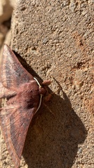 Anthela rubeola