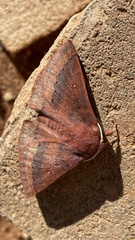 Anthela rubeola