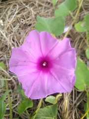 Ipomoea rubens
