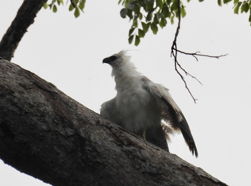 Morphnus guianensis