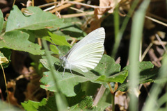 Pieris marginalis