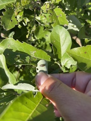 Phola octodecimguttata