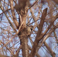 Yungipicus canicapillus