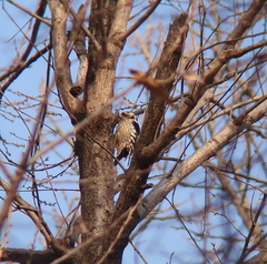 Yungipicus canicapillus
