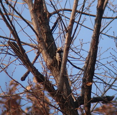 Yungipicus canicapillus