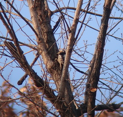 Yungipicus canicapillus