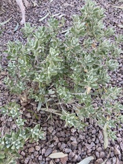 Leucophyllum frutescens