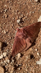 Anthela rubeola