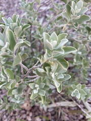 Leucophyllum frutescens