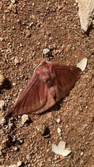 Anthela rubeola