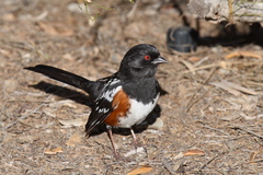 Spotted Towhee photo 5