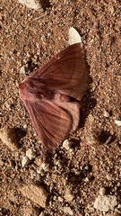 Anthela rubeola