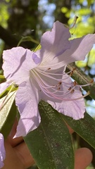 Rhododendron augustinii