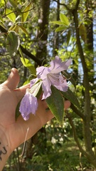 Rhododendron augustinii