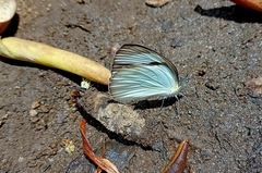 Itaballia demophile centralis