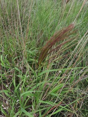 Trichloris pluriflora