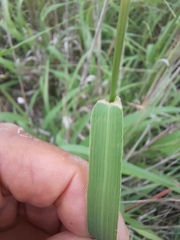 Trichloris pluriflora