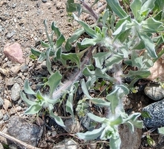 Heterotheca utahensis